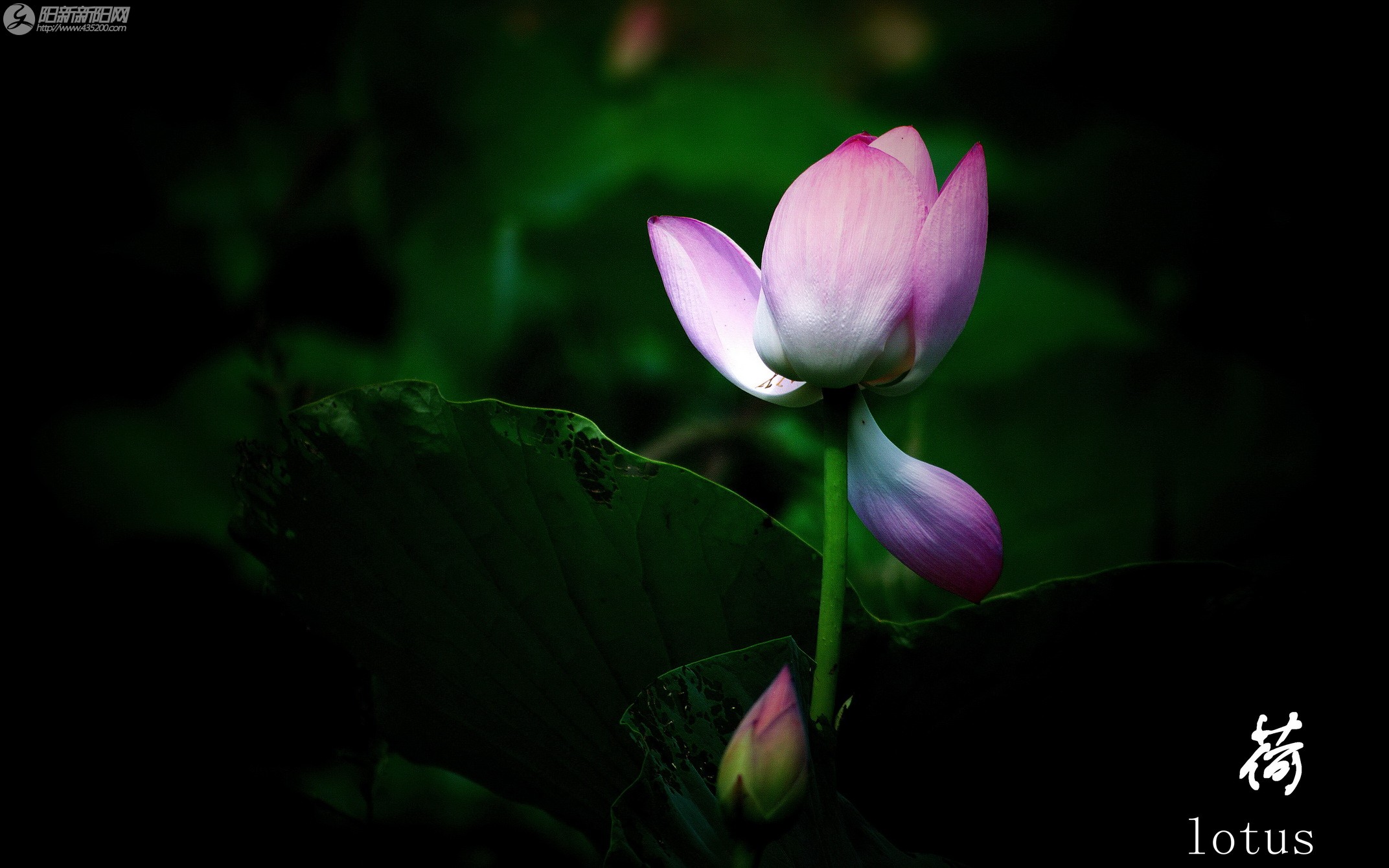 lotus (1).jpg