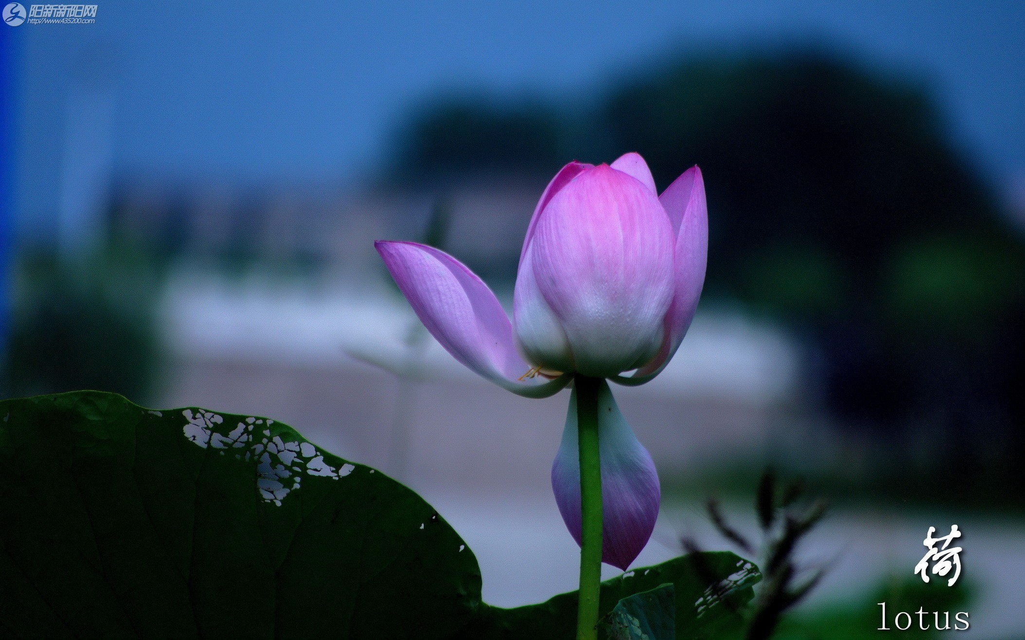 lotus (2).jpg