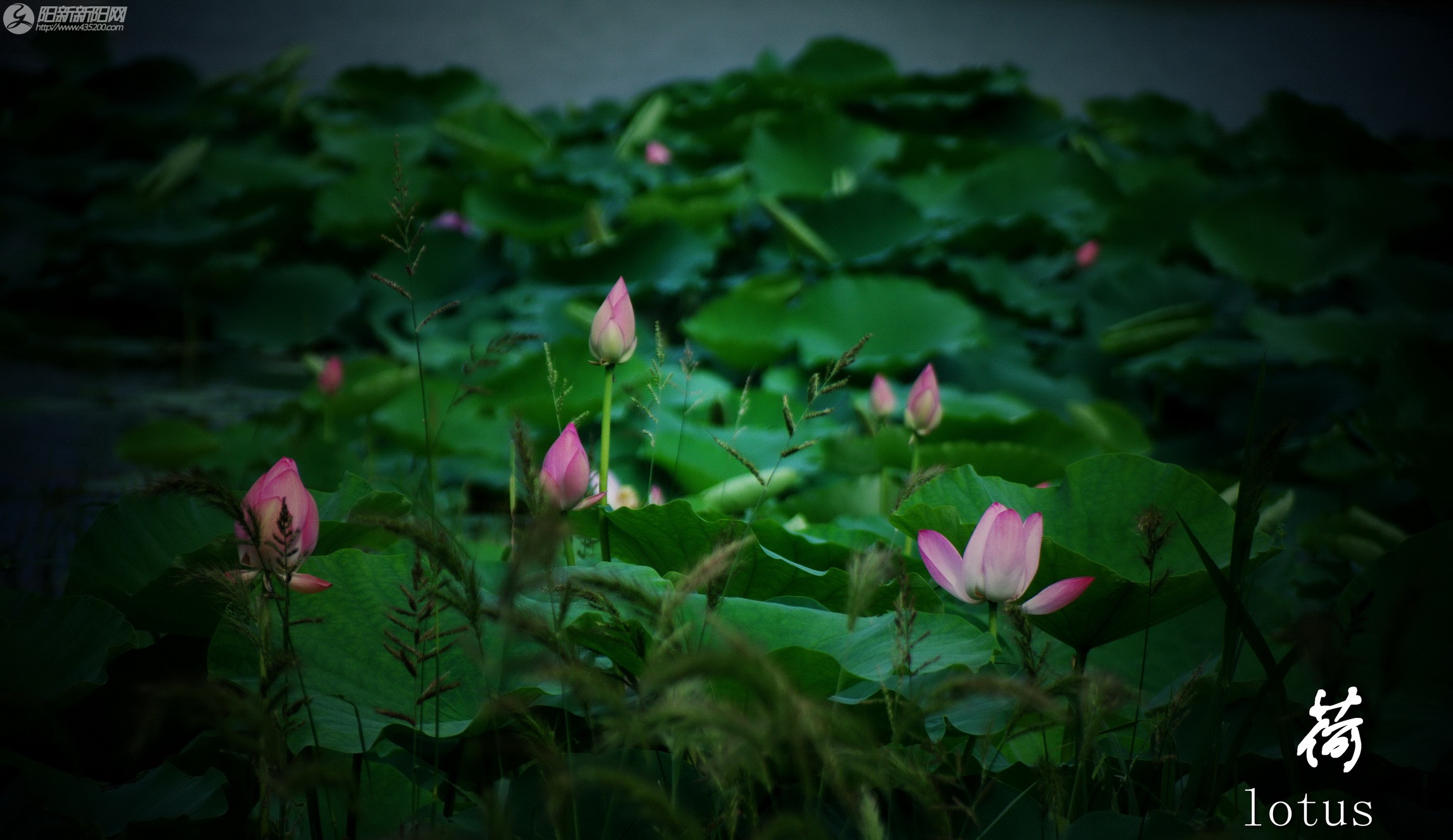 lotus (6).jpg
