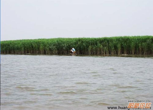 黄河岸边芦苇荡.jpg