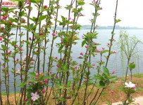 春日湖边看花
